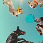 Confira a crítica do filme "Dentro da Mente de um Cachorro", documentário de 2024 disponível para assistir na Netflix.