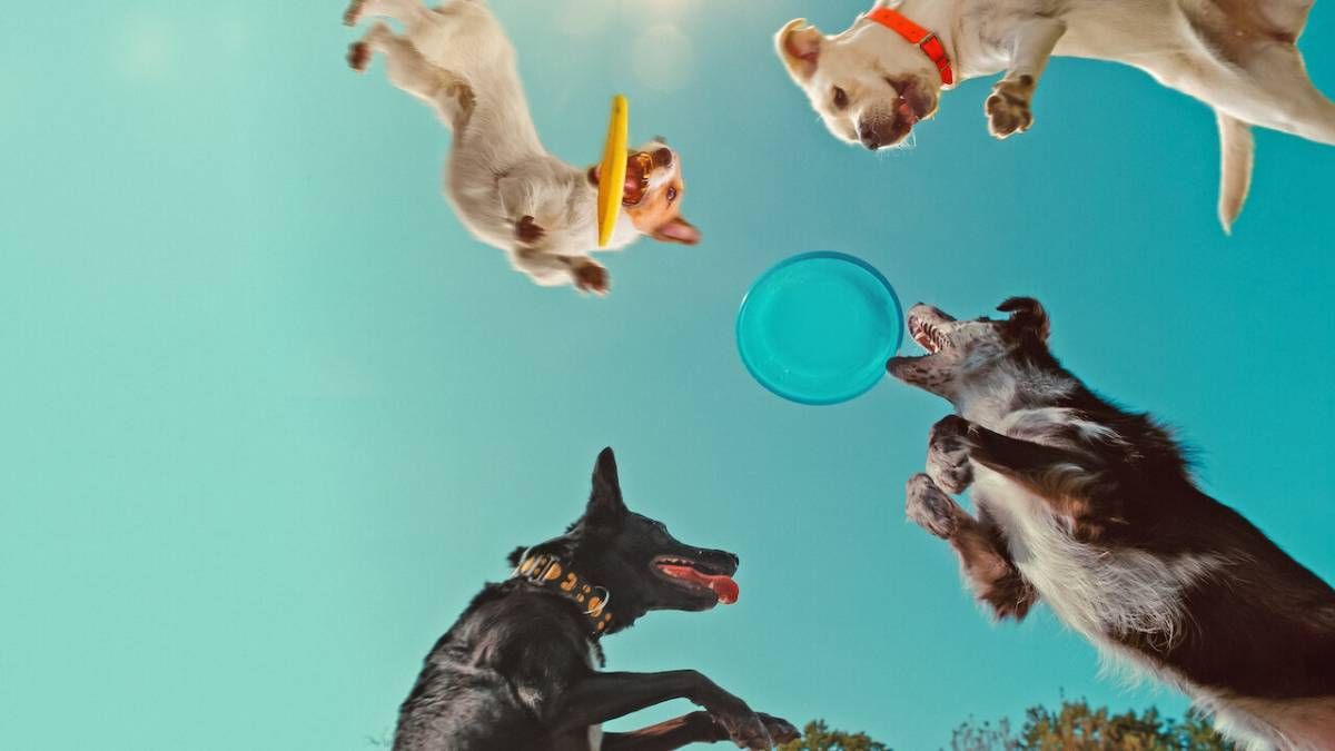 Confira a crítica do filme "Dentro da Mente de um Cachorro", documentário de 2024 disponível para assistir na Netflix.