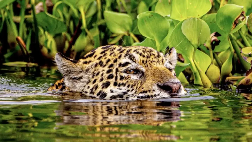 De documentário a terror Netflix anuncia 10 novas produções brasileiras - CONFIRA! (8)