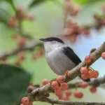 Websérie Cantos da Amazônia onde assistir e quando estreia