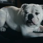 The Boys 5 Temporada Episódio 5 Crítica da série do Prime Video - Flixlândia (1)